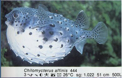 Chilomycterus affinis